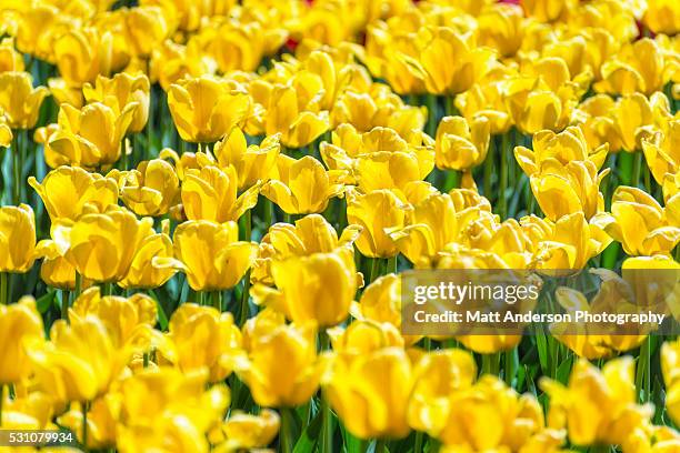 tulips in spring, madison, wisconsin - madison wisconsin stockfoto's en -beelden