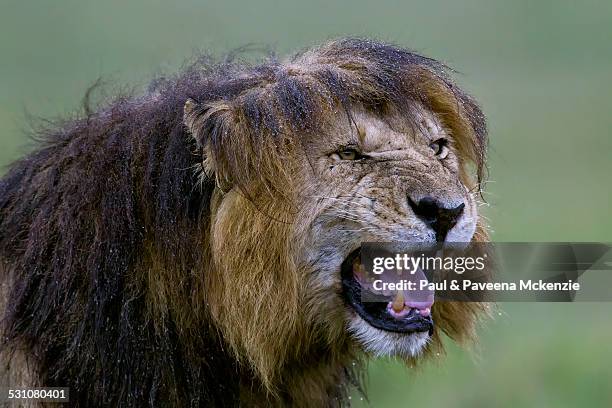 male lion, head shot, displaying flehmen grimace - flehmen behaviour stock pictures, royalty-free photos & images