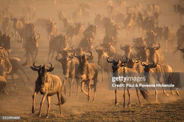 wildebeest herd running - wildebeest stampede stock pictures, royalty-free photos & images