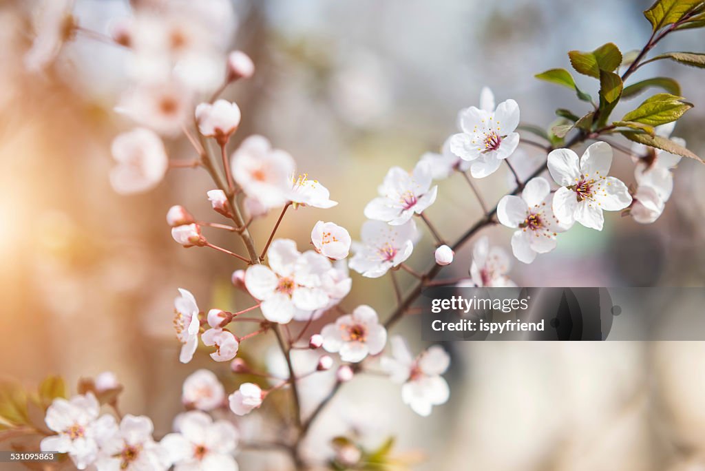 Sakura Cherry Blossom