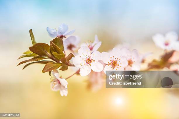 桜の - twig ストックフォトと画像