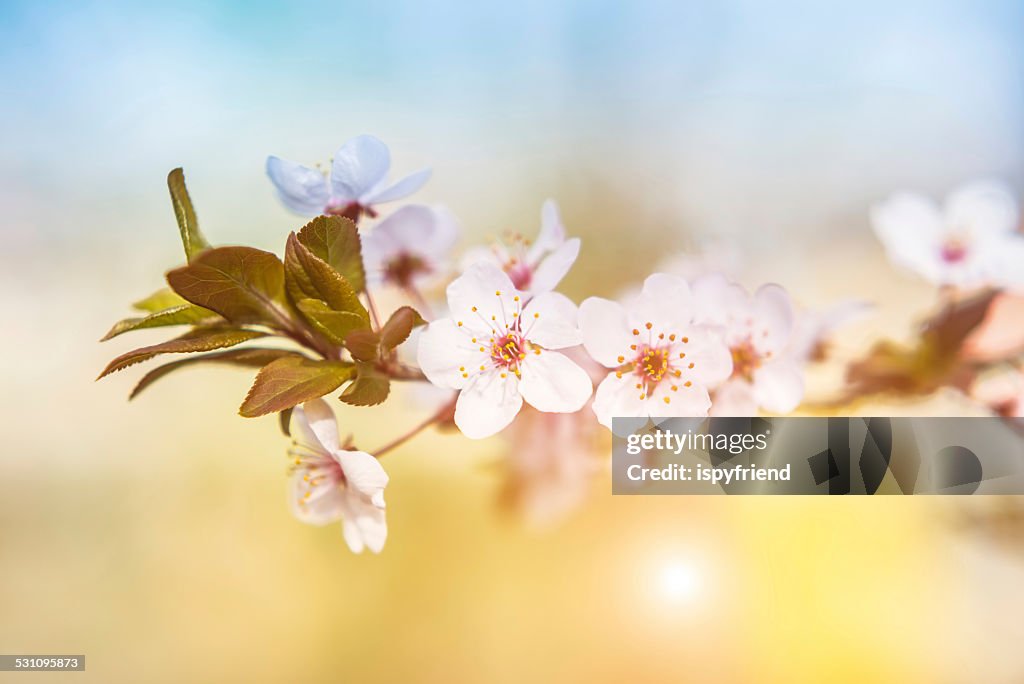 Sakura Cherry Blossom