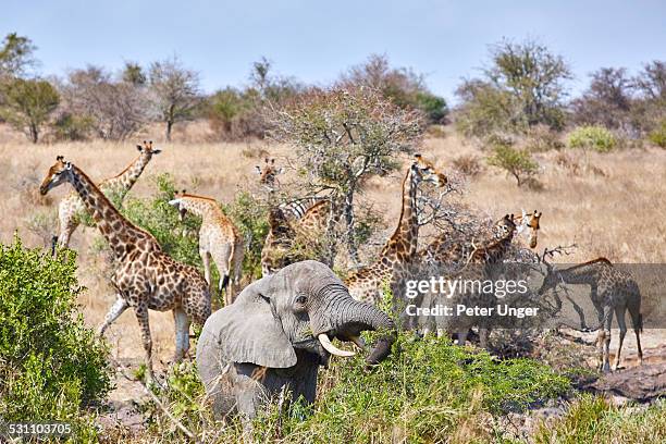 elephant and giraffes eat at bushes together - kruger national park stockfoto's en -beelden