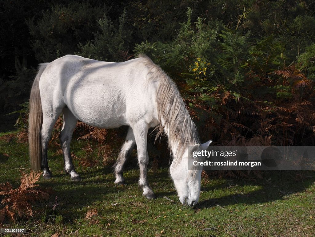 Wild white horse foraging new forest national park