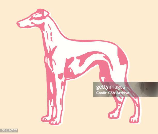greyhound dog - greyhound stock illustrations