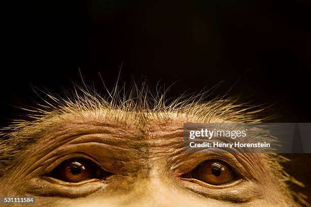 eyes of chacma baboon - chacma baboon 個照片及圖片檔