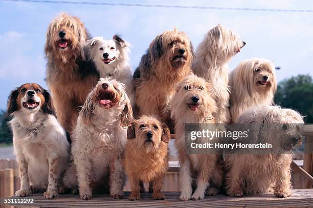 group of shaggy dogs - un animal fotografías e imágenes de stock