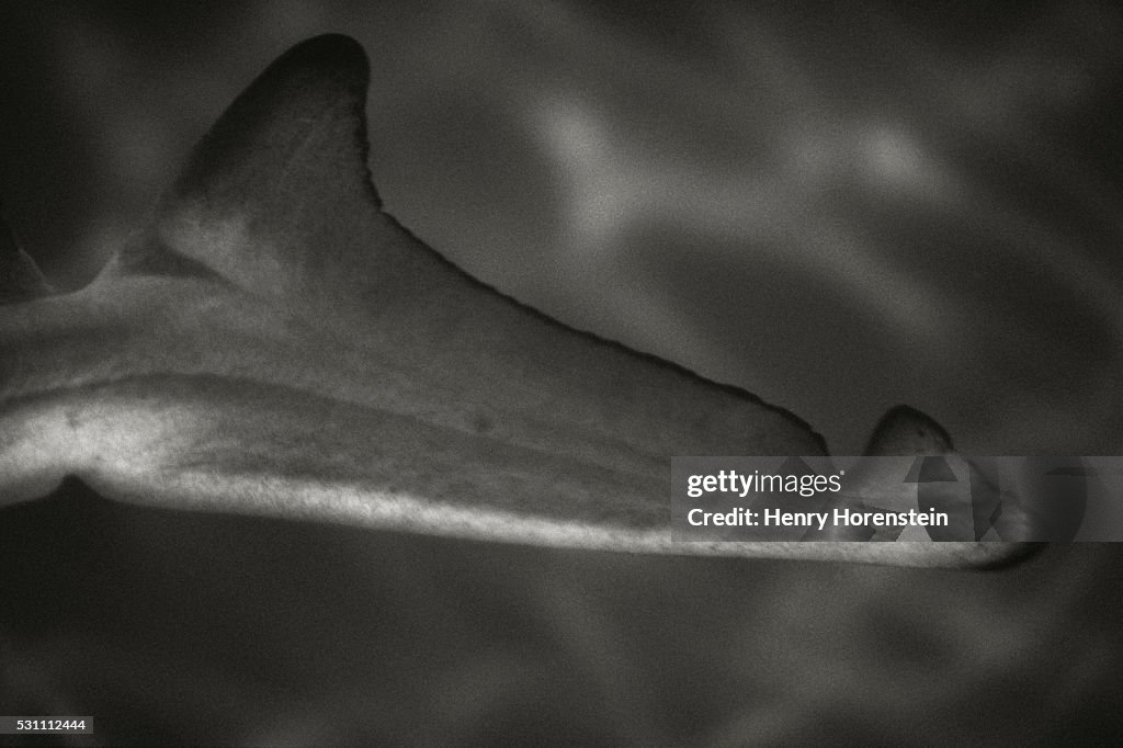 Shark Dorsal Fin