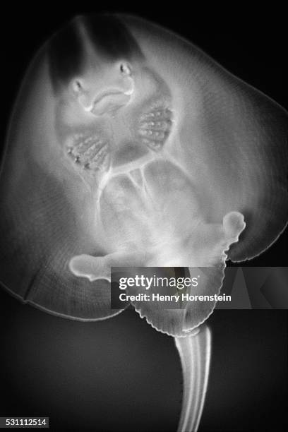 bottom view of a stingray - stingray stock pictures, royalty-free photos & images