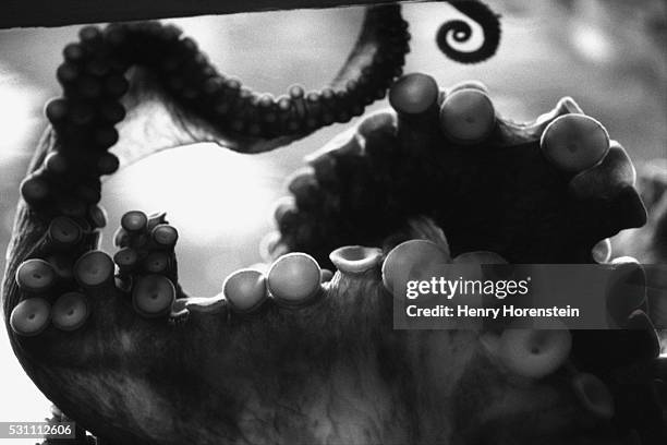 tentacles of octopus - tentacle stock pictures, royalty-free photos & images