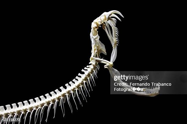 rattlesnake skeleton - fang 個照片及圖片檔