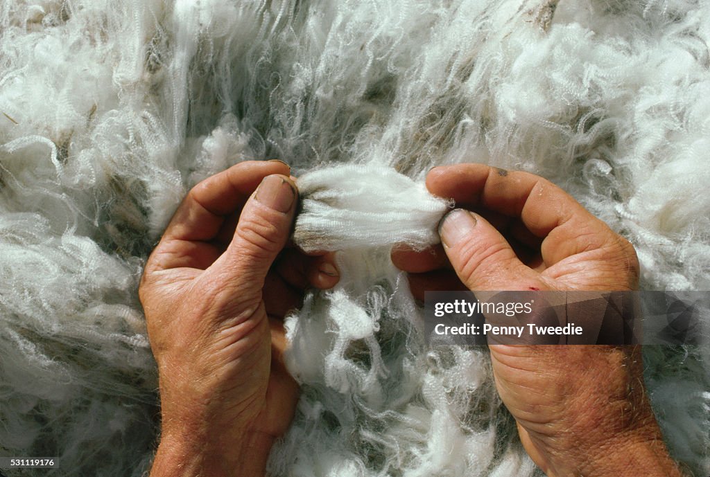 Merino Fleece