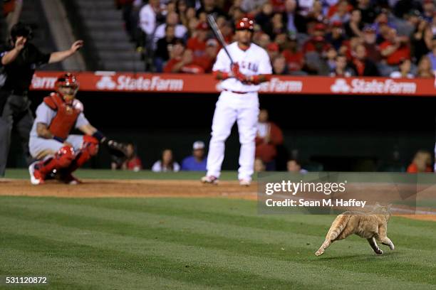 Carlos Perez of the Los Angeles Angels of Anaheim and Yadier Molina of the St. Louis Cardinals look on as umpire Gerry Davis halts play when a cat...