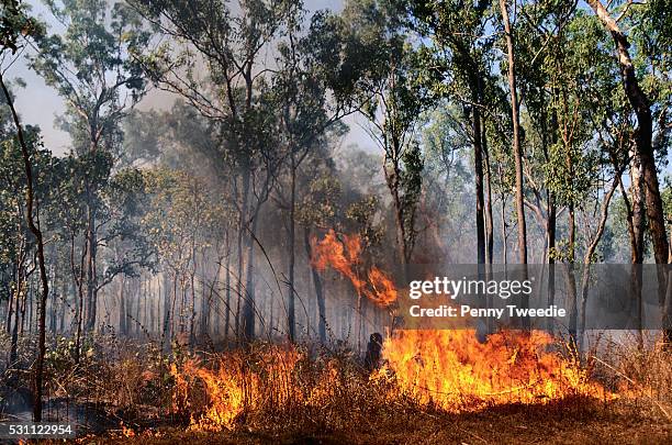 bush fire in central arnhem land - incêndio florestal imagens e fotografias de stock