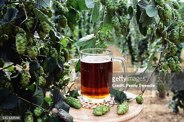 pint of beer with hop plant - 蛇麻草 個照片及圖片檔