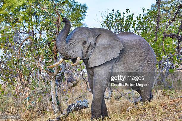 elephant walking - call of the wild 個照片及圖片檔