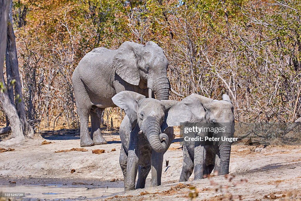 Elephants bathing and drinking at waterhole