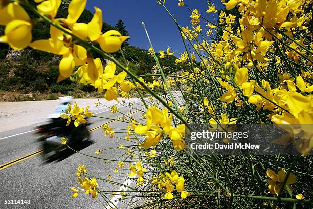 Motorcyclist speeds past roadside flowers as a heavy wildflower bloom, the result of last winter's record rainfall, continues on the first day of...