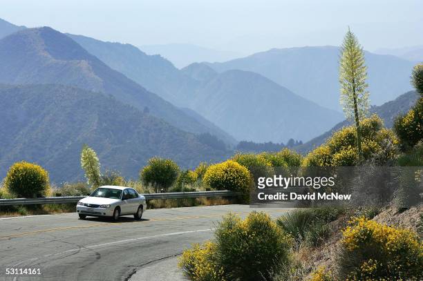 Motorist drives between flowers as a heavy wildflower bloom, the result of last winter's record rainfall, continues on the first day of summer along...