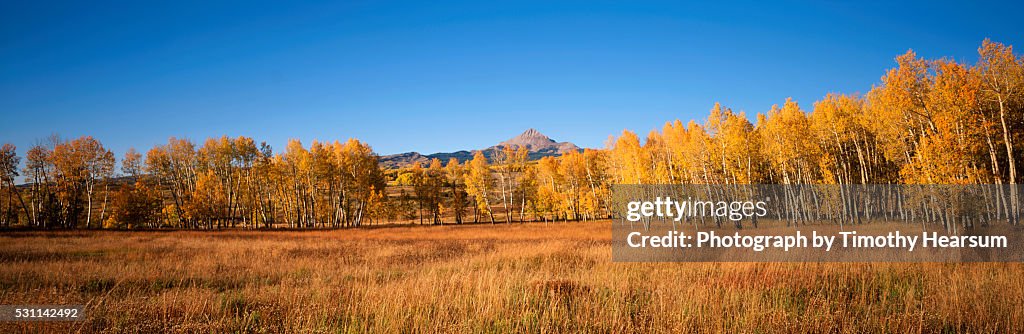 Row of Golden Aspen Trees