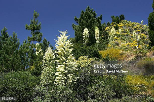 Yuccas standing among pine trees burst forth very large stalks of flowers as a heavy wildflower bloom, the result of last winter's record rainfall,...