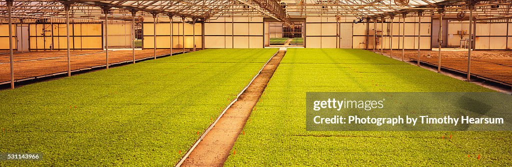 Flats of young celery plants in a greenhouse