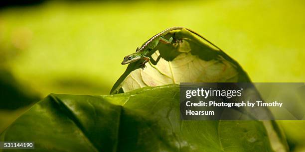 gecko curled around edge of leaf - geckoödla bildbanksfoton och bilder