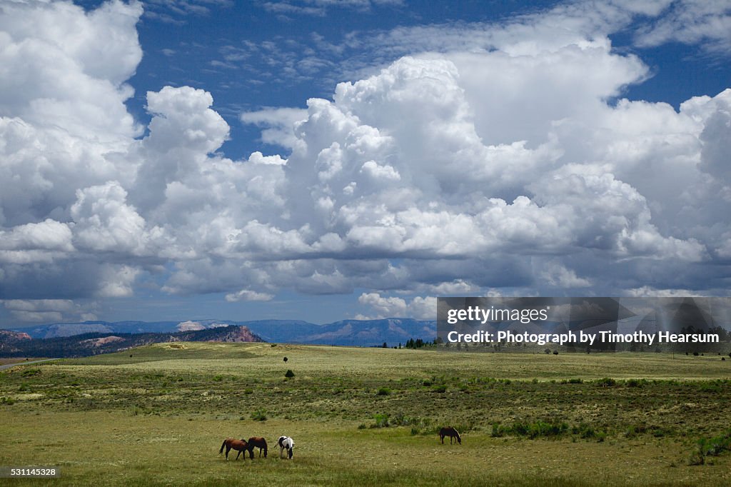 Four horses graze in a pasture with billowing clouds in a blue sky