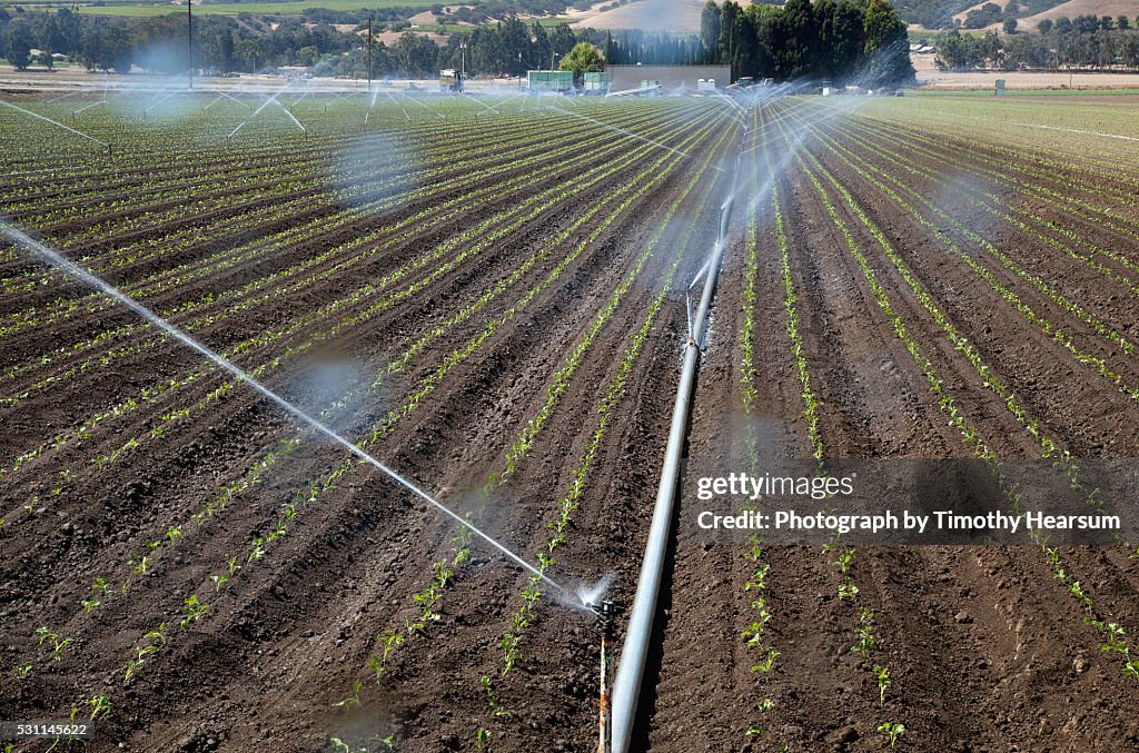 Spray irrigation system waters multiple rows of young lettuce plants