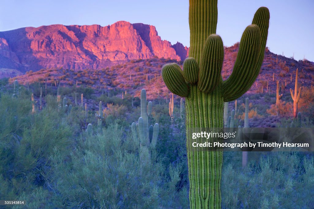 Saguaro cacti with red mesa and sky beyond