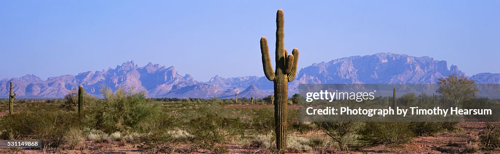 Saguaro cactus with mountains and blue sky beyond