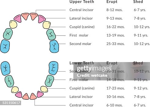 Primary Teeth Chart High-Res Vector Graphic - Getty Images