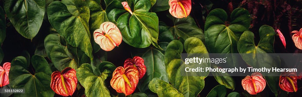 Anthurium plants