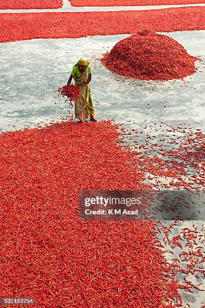 Woman works in a red chilli pepper drying factory under the sun near Jamuna River in Bogra, Bangladesh on March 03, 2016. Many women come from...