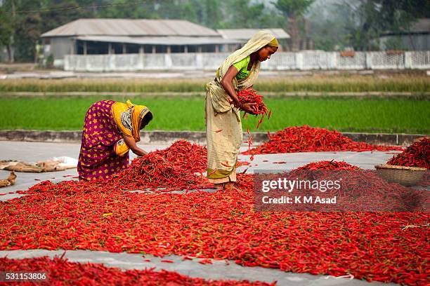 Women work in a red chilli pepper drying factory under the sun near Jamuna River in Bogra, Bangladesh on March 03, 2016. Many women come from various...