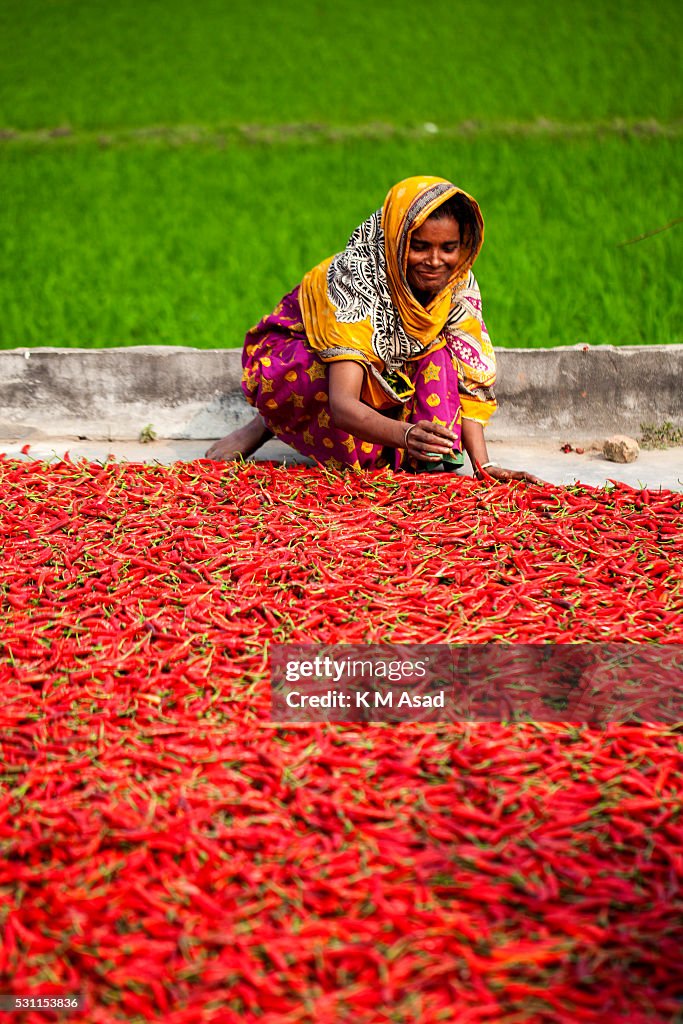 A woman works in a red chilli pepper drying factory under...