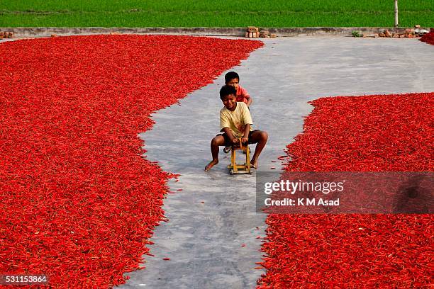 Children are playing in a red chilli pepper drying factory under the sun near Jamuna River in Bogra, Bangladesh on March 03, 2016. Many women come...