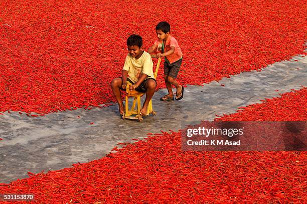 Children are playing in a red chilli pepper drying factory under the sun near Jamuna River in Bogra, Bangladesh on March 03, 2016. Many women come...