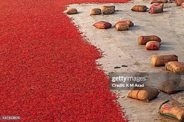 Red chilli pepper drying factory near Jamuna River in Bogra, Bangladesh on March 03, 2016. Many women come from various char because they don't have...