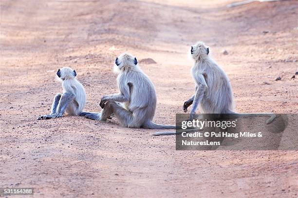 Monkies Back 101 Pui Hang Stock Photos, High-Res Pictures, and Images - Getty Images