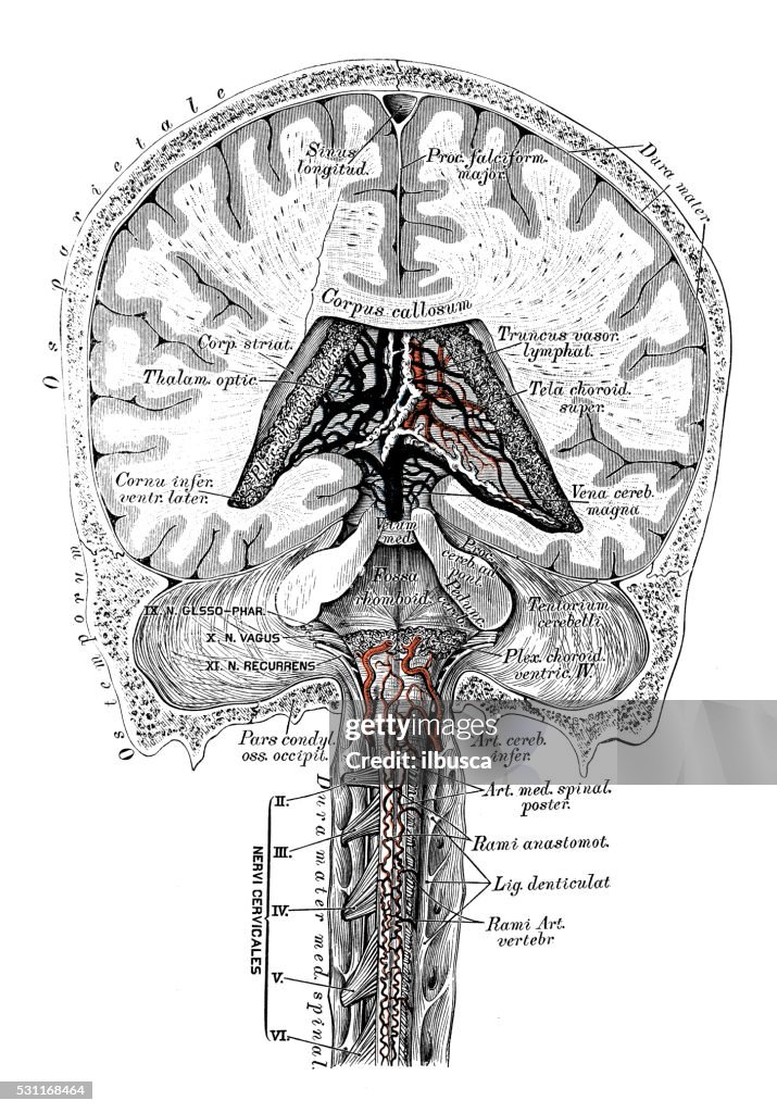 Human Anatomy Scientific Illustrations Head Veins High Biology Diagrams
