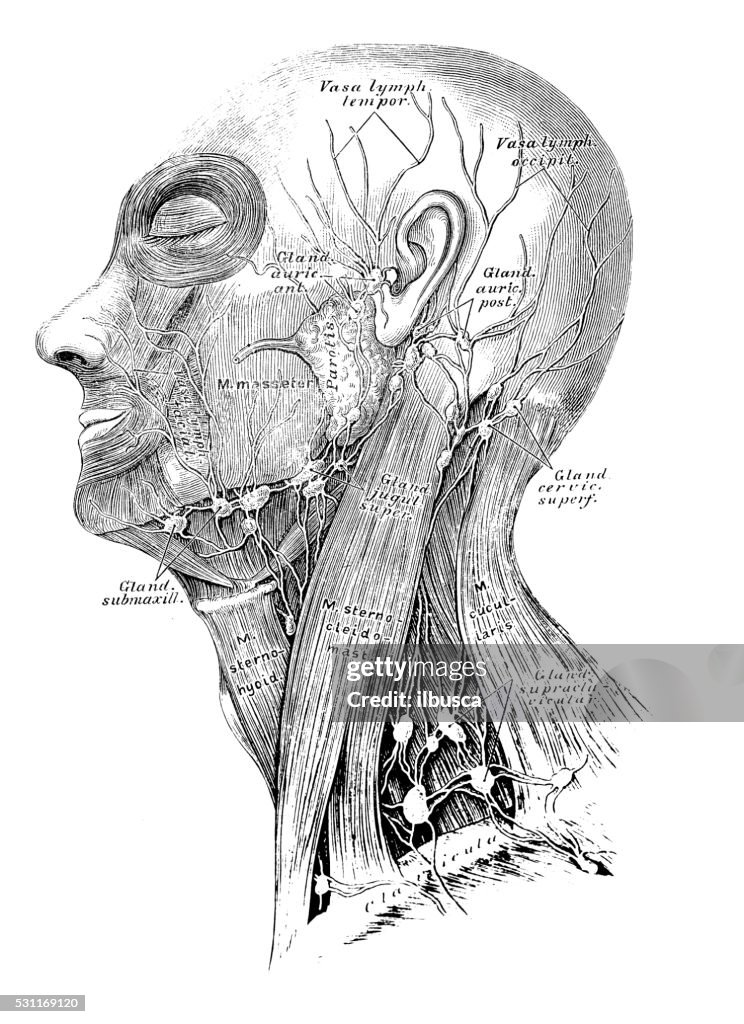 Ilustraciones científicas de anatomía humana: De vaso linfático