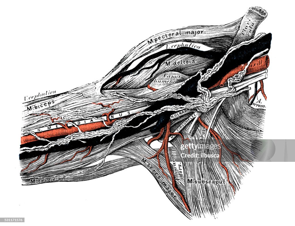 Anatomie des Menschen wissenschaftliche Illustrationen: achselhöhle Lymphdrainage Schiff