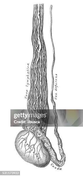 human anatomy scientific illustrations: testis lymphatic vessel - testis stock illustrations