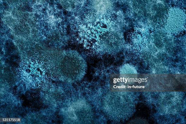 virus y bacterias - microorganismo fotografías e imágenes de stock