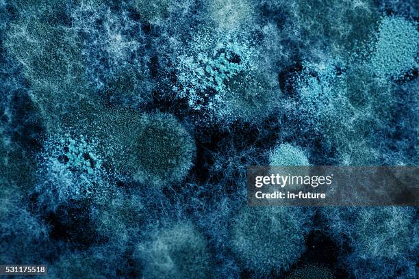 viruses and bacteria - bacterie stockfoto's en -beelden