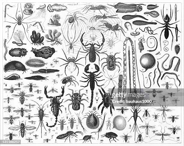 insekten und worms gravur - plattwurm stock-grafiken, -clipart, -cartoons und -symbole