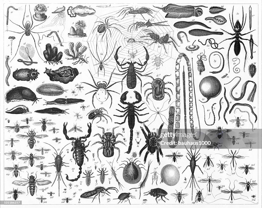 Insects and Worms Engraving