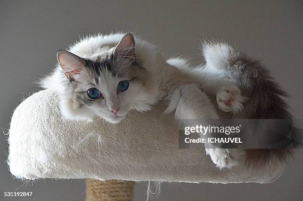 the catthe cat - pure bred cat stock pictures, royalty-free photos & images