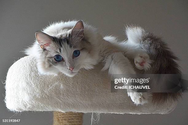 the catthe cat - purebred cat bildbanksfoton och bilder